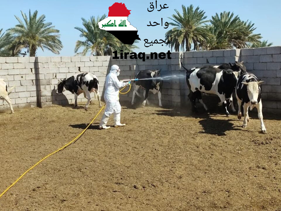 الحمى النزفية